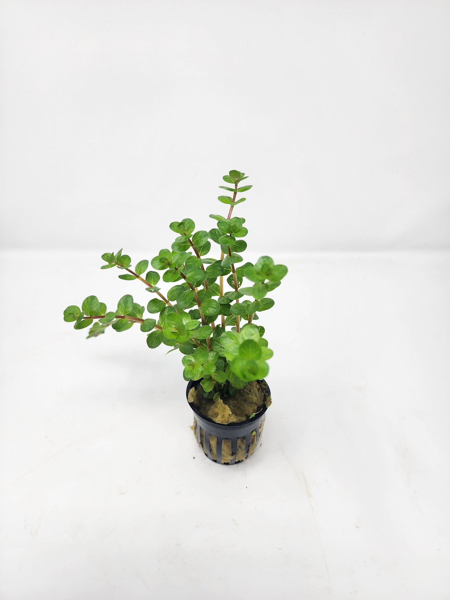 Rotala Red