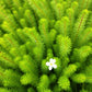 Bacopa myriophylloides
