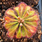 Drosera tokaiensis -Live carnivorous plant-