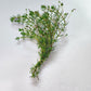 Bacopa myriophylloides