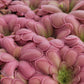 Pinguicula "ANPA A" x laueana
