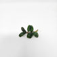 Bucephalandra Mix (Pack of 5)