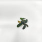 Bucephalandra Mix (Pack of 5)