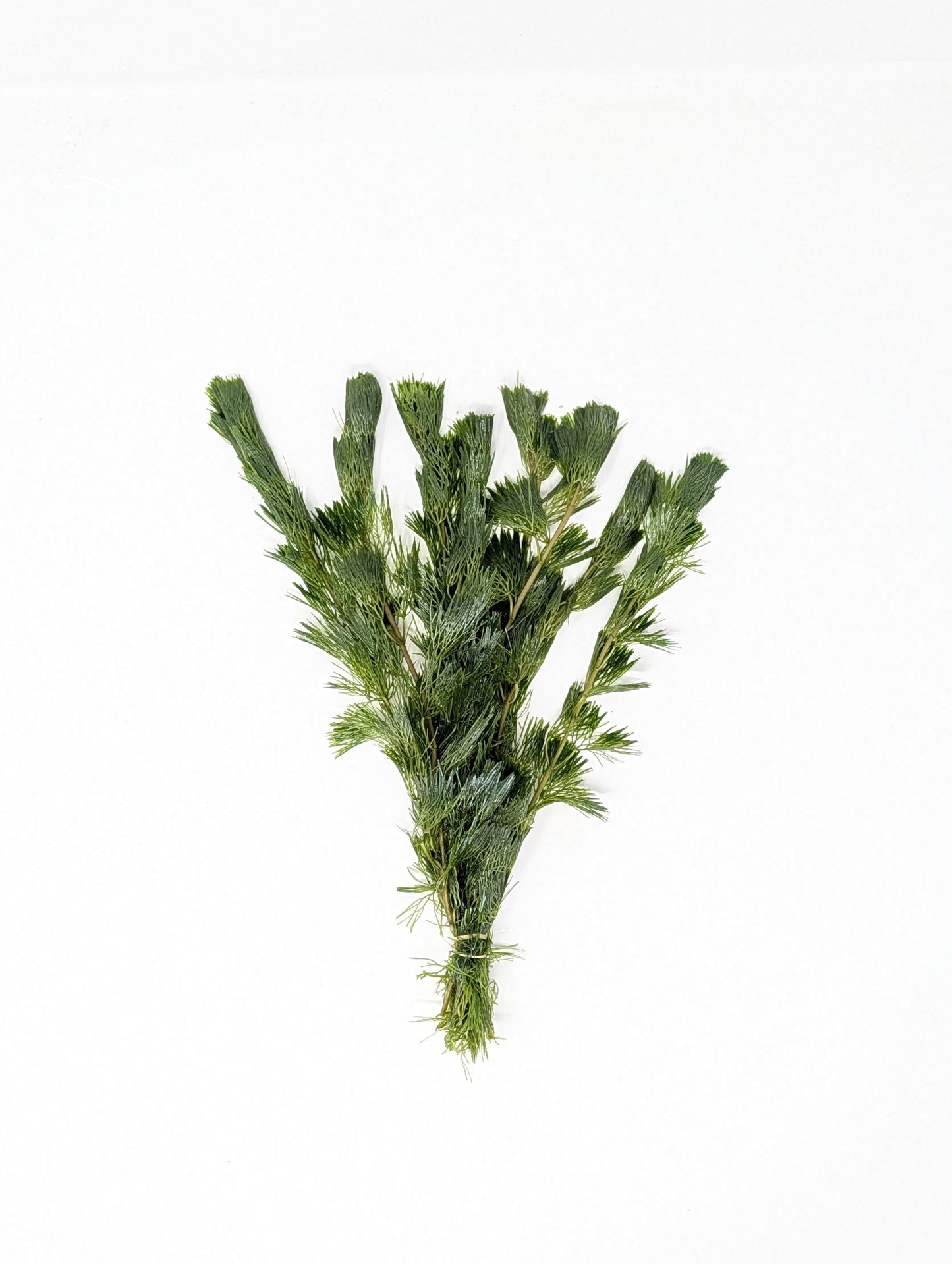 Green Cabomba