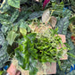 Spooky Mystery Bundle Box - 3 Spooky Plants