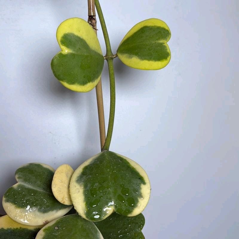 Outer Variegated Hoya Kerrii