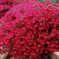 Cascade Red Rockcress – 50 Seeds