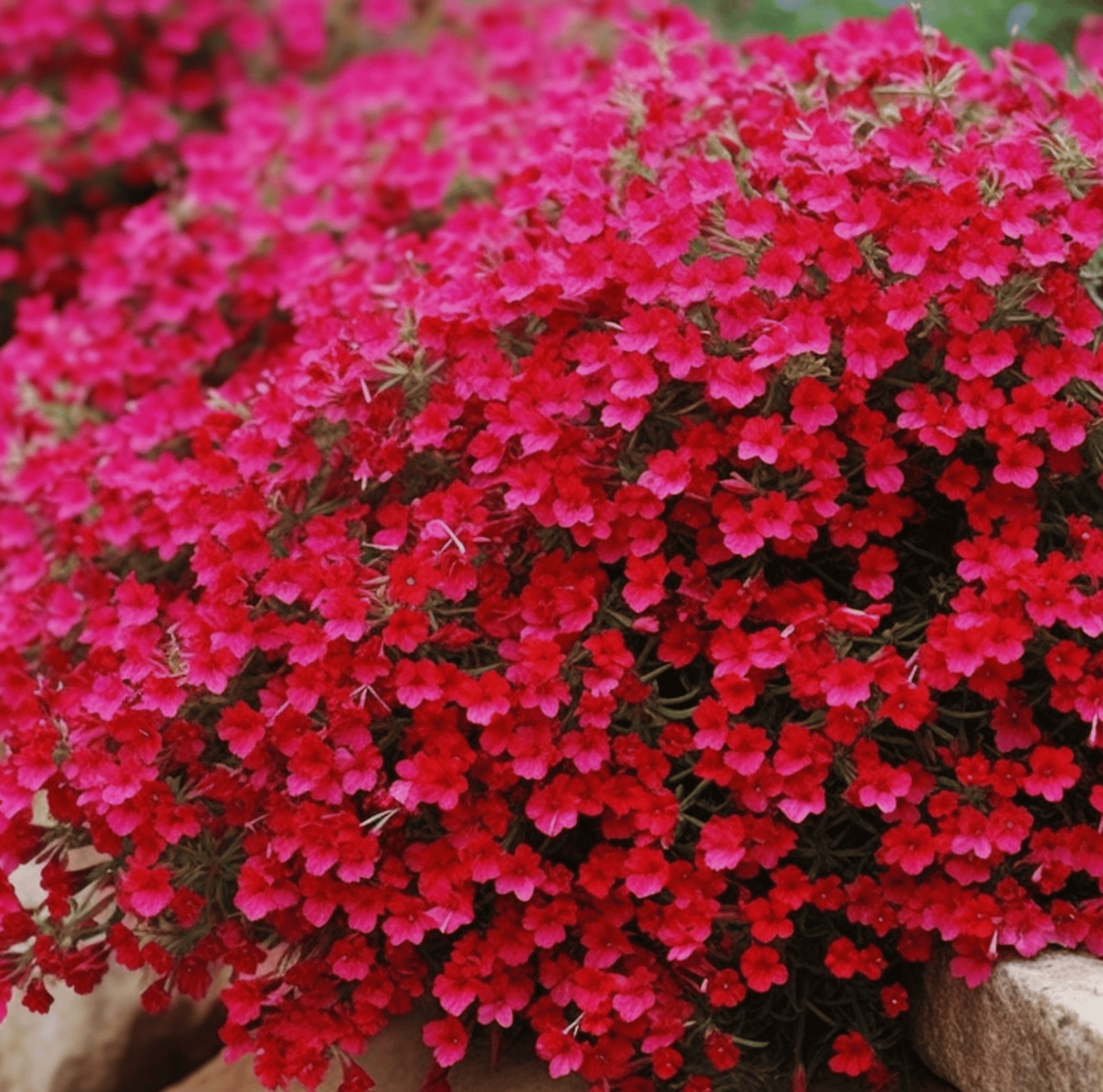 rock cress flower seeds Cascade Red Rockcress – 50 Seeds – Orchid Stuff Plus
