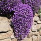Purple Rockcress – 250 Seeds
