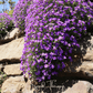 Purple Rockcress – 250 Seeds