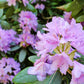 40 CAROLINA RHODODENDRON Carolinianum Dwarf Azalea Pink Purple Flower Shrub Seeds