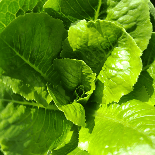 Paris Island Romaine Seeds