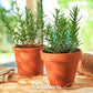 Rosemary – 50 Seeds