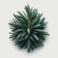 Rosemary Seeds (4x)