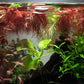 Red Root Floater