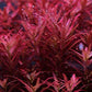 Rotala Rotundifolia "Red" (8 stems)
