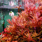 Rotala Rotundifolia "Red" (8 stems)