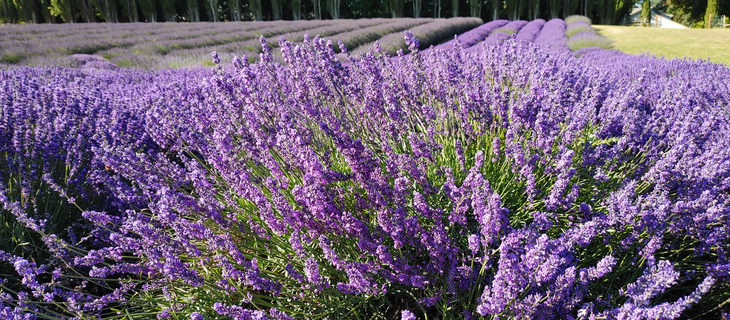 Live Lavender Plant Sensational 4 Inch Pot Aromatic Herb Garden