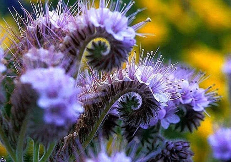 Lacy Phacelia Wildflower Seeds - 250 Seeds - Easy to Grow - Phacelia tanacetifolia