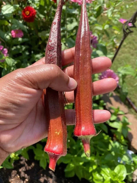Red Burgundy Okra Seeds - 10+ Non-GMO Heirloom Seeds - Fresh Organic Vegetable Garden Seeds (Abelmoschus esculentus)