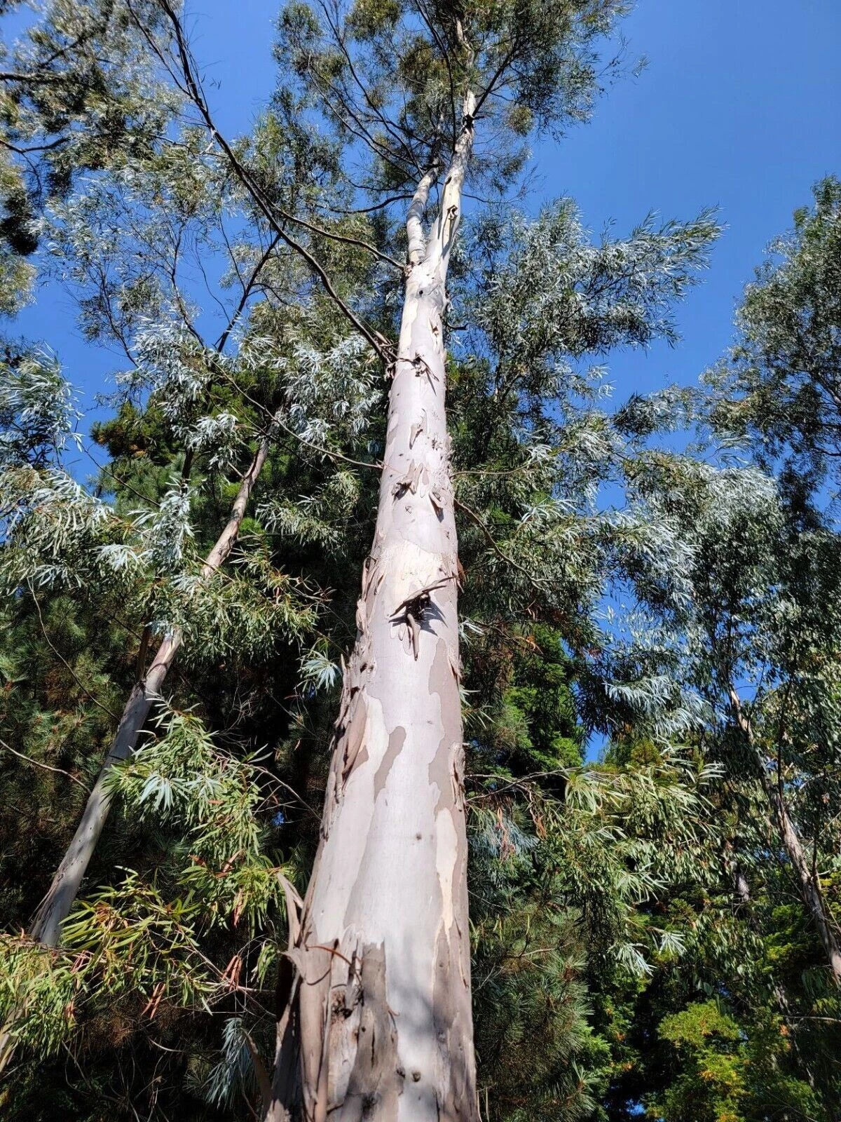 50 White Peppermint Eucalyptus Seeds | Perennial Flower Seeds | Eucalyptus globulus
