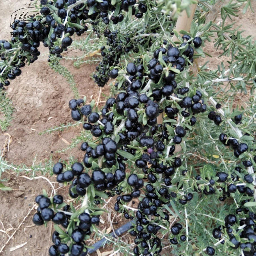 Black Goji Berry Seeds - 10+ Pack - Lycium ruthenicum - Superfood, Antioxidant, Herbal Plant Seeds - Free Shipping