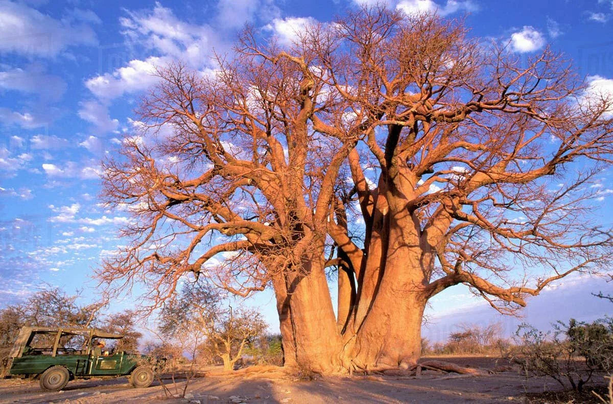 African Baobab Seeds, 10 Count, Adansonia digitata, Drought-Tolerant Tree, Unique Landscape Plant