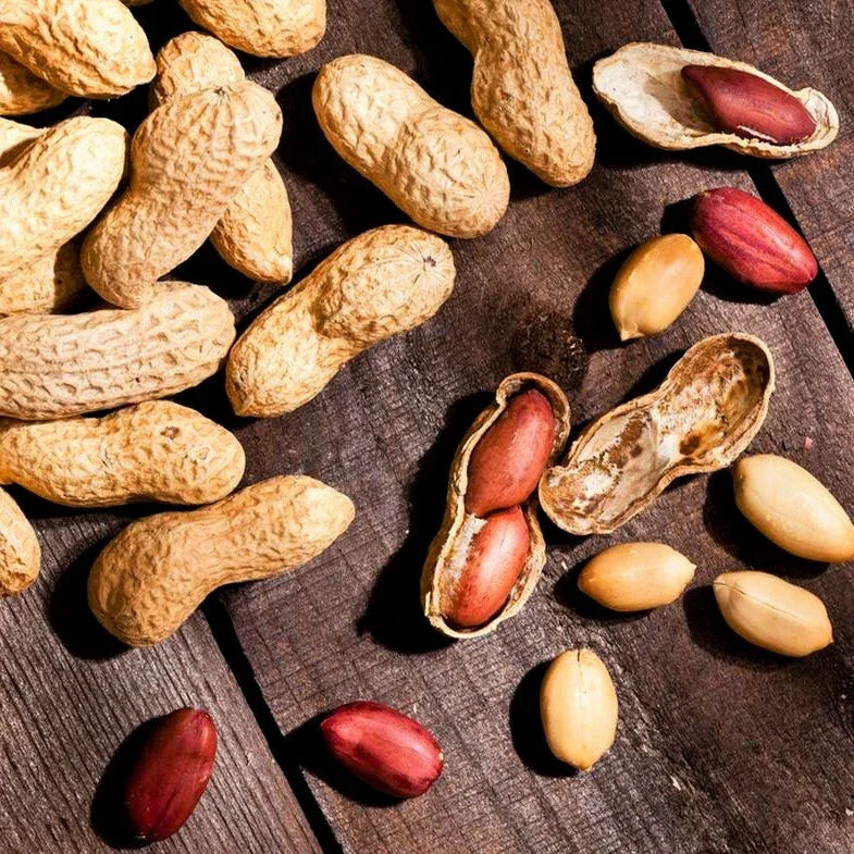 Jumbo Peanut Seeds - Bailey Virginia Variety - Treated No Shell Nut Seed - Perfect for 2025 Planting