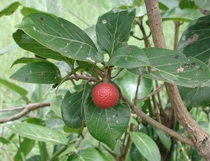 African Red Peach Tree Seeds - 20 Pack for Planting - Nauclea latifolia