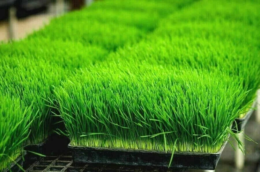 Organic Wheat Grass Seeds - 1 LB for Sprouting & Juicing - Rich in Vitamins B, C, K, Folic Acid, and Fiber