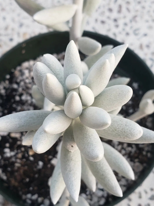 Rare Senecio Haworthii Succulent - 2" Diameter - Whitest of All Succulents - Unique Indoor Plant