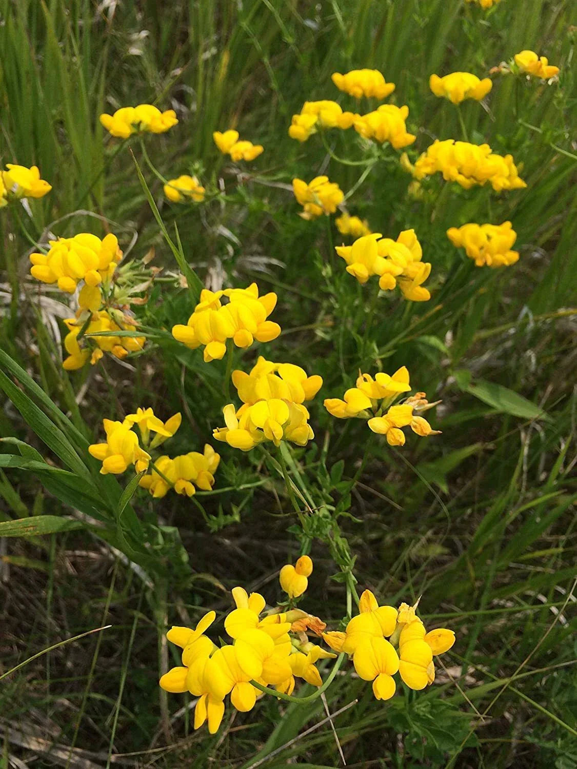 Birds Foot Seeds 500 Count - Exotic Fast Growing Lotus Corniculatus - Ideal for Gardens and Landscapes