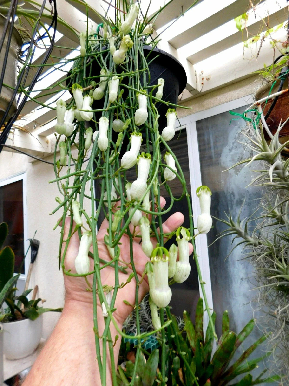 Ceropegia Ampliata Plant - Floral Explosion Variety - Unique Condom Flower - Indoor Houseplant