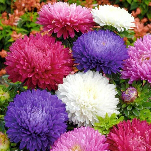 500+ Powder Puff China Aster Seed Mix, Cut Flowers, Callistephus Chinensis, USA Grown