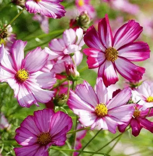 Cosmos Flower Seeds 100 Ct Radiance Variety Cosmo Bipinnatus Cut Flower USA