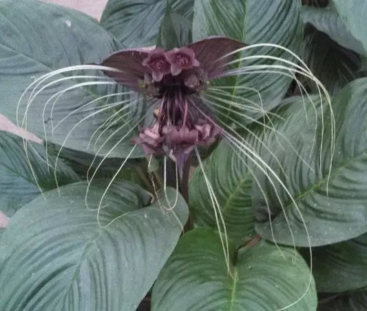 Black Bat Flower Plant 3" Pot Tacca chantrieri Rooted