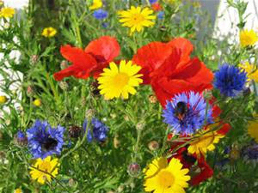 Wildflower Seed Mix 6 oz - Colorful Border & Garden Blend - Native Species for Pollinators and Biodiversity