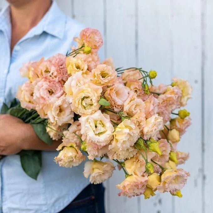 Champagne Lisianthus Flower Seeds - 20 Pelleted Seeds for Planting - Eustoma grandiflorum