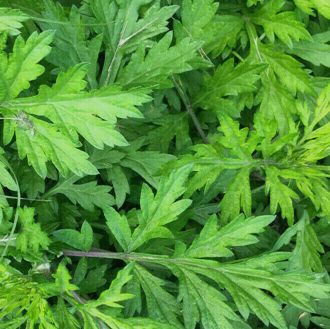 Korean Wormwood Seeds - Artemisia princeps, Ssuk Japanese Mugwort, Asian Seed for Gardening 2025