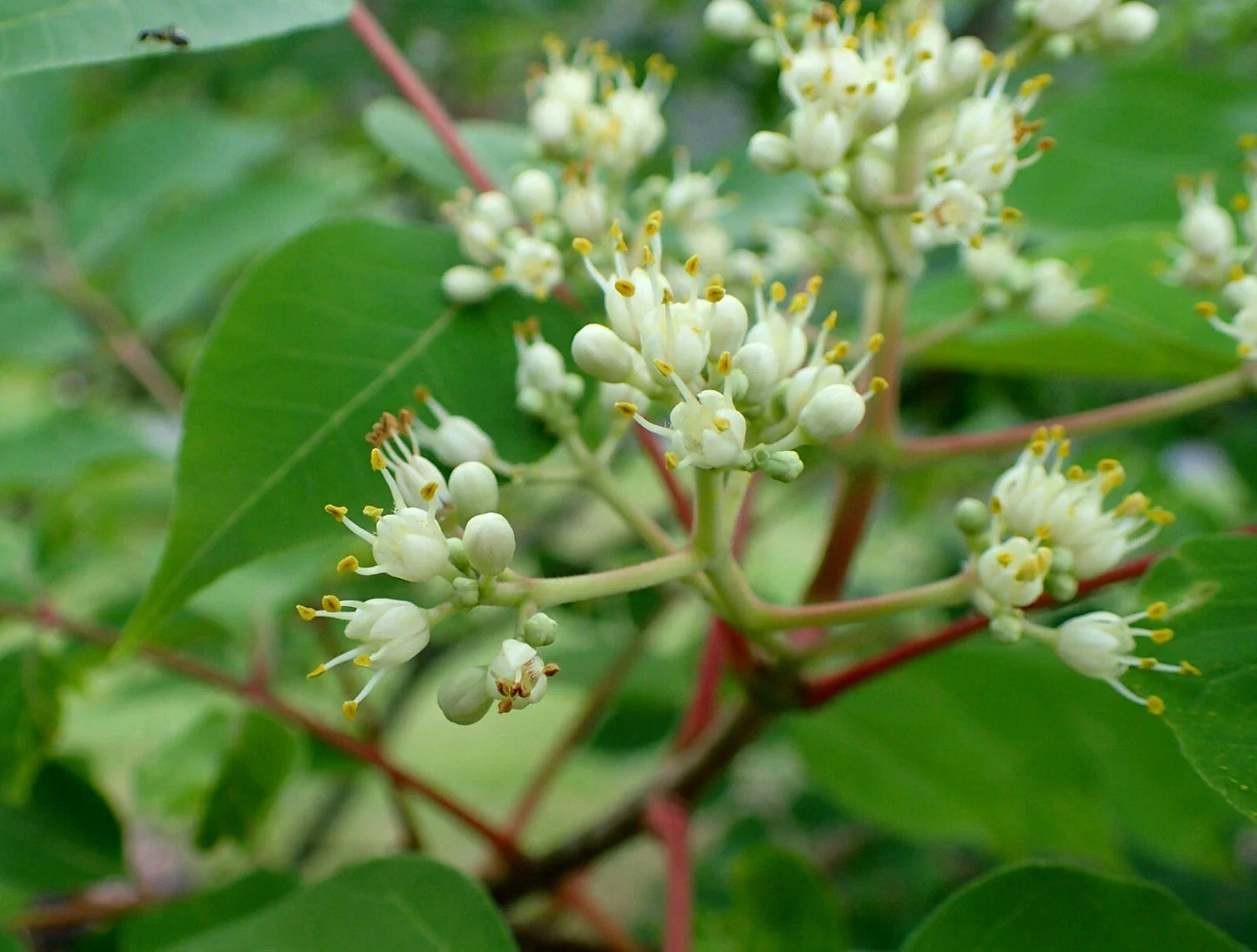 Bee-Bee Tree Seeds, 50 Count, Korea Evodia, Tetradium daniellii, Hardy Perennial, Pollinator-Friendly, Fast-Growing