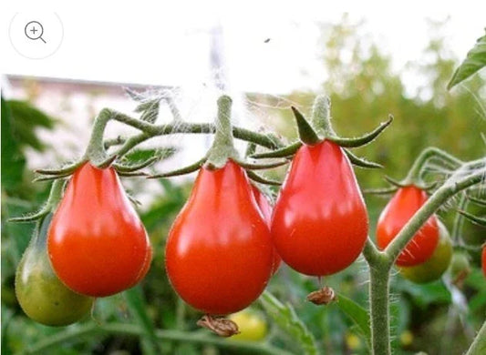 Red Pear Tomato Seeds - 100 Count Non-GMO Heirloom - Flavorful Variety for Home Gardens - Solanum lycopersicum
