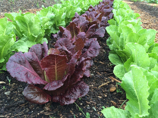 Red Romaine Lettuce Seeds - 500+ Heirloom Organic Non-GMO - Lactuca sativa