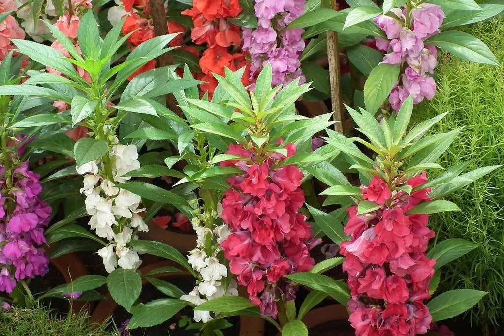 Balsam Wildflower Seeds Mix - Impatiens Balsamina - Colorful Flowering Garden Plants