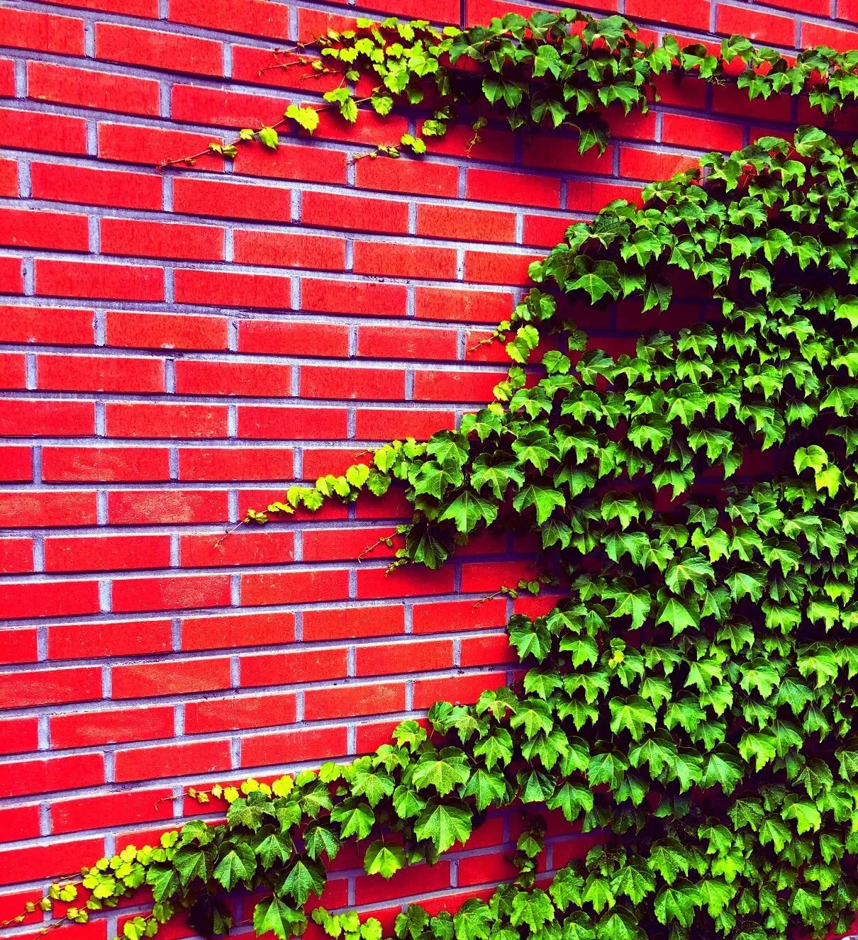 Boston Ivy Seeds - 50 Count - Easy to Grow Vine - Parthenocissus tricuspidata - Ships from Iowa, USA