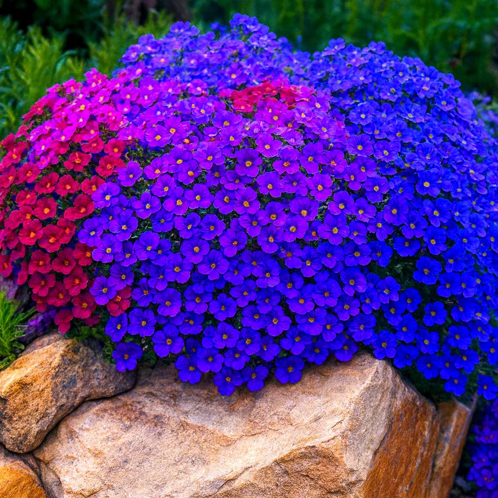 Rock Cress Seeds - 500+ Royal Hummingbird Mix - Ground Cover - Arabis spp.