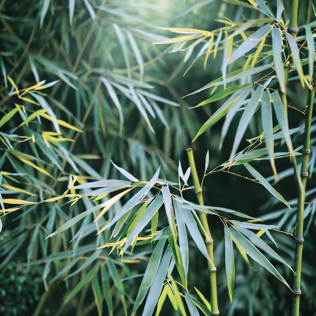 Bamboo Seeds - 50 Pack - Chinese Walking Variety - Clumping Privacy Plant for Garden - Shade Screen