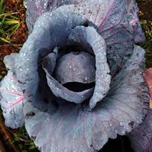 Red Acre Cabbage Seeds, Heirloom, Non-GMO, 25+ Colorful Tasty Seeds, Brassica oleracea