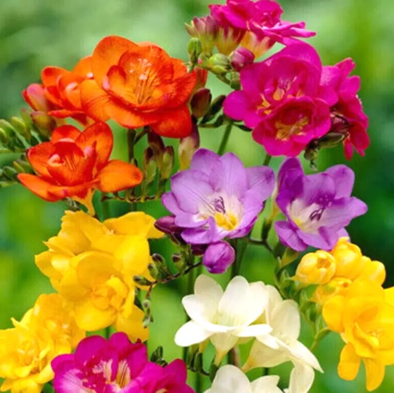 Freesia Bulbs Mix 10 Pack Fragrant Pink Blue Yellow Purple Freesia Refracta