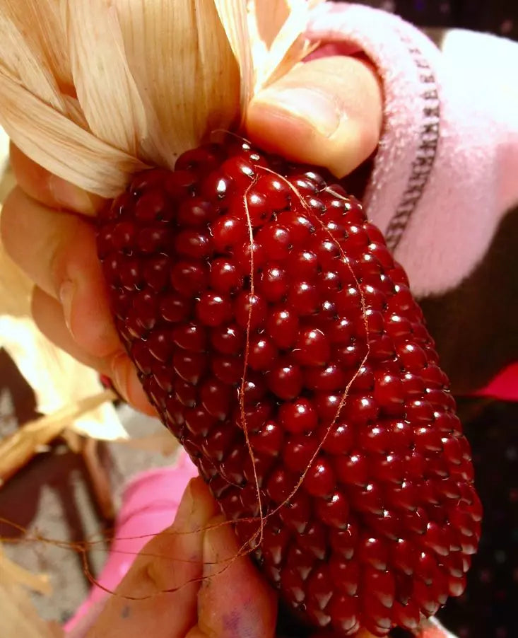 60+ Strawberry Ruby Corn Seeds - Organic Heirloom Popcorn - Sweet Rare Variety - Zea mays everta