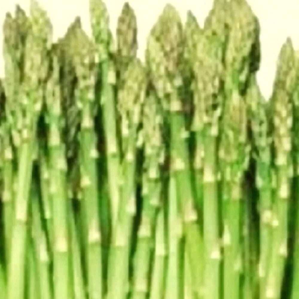 Asparagus Seeds - Mary Washington - Heirloom NON-GMO - Asparagus officinalis - Vegetable Garden Seeds